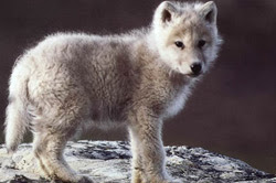 do wild animals live in your state? Is there less or more wildlife 
