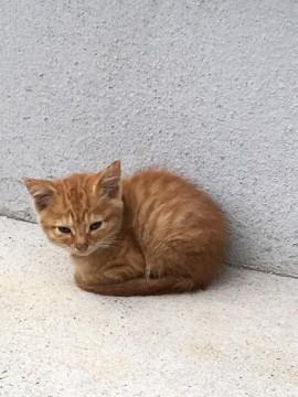 千葉県 かわいい茶トラ 猫の里親募集 ネコジルシ