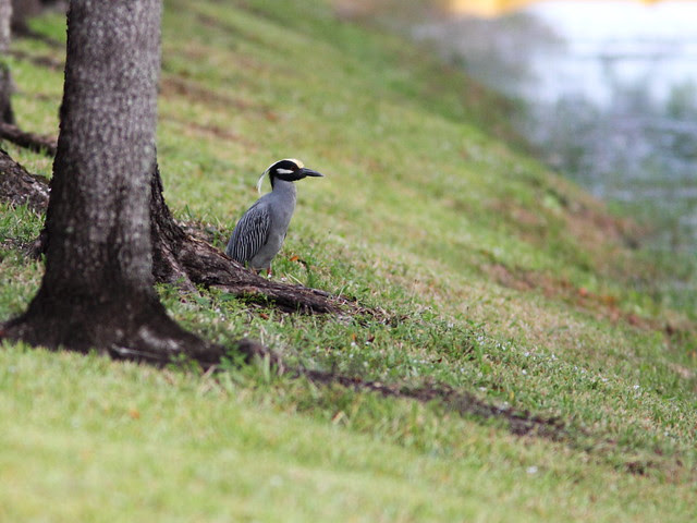 Yellow-crowned Night-Heron male 20140307