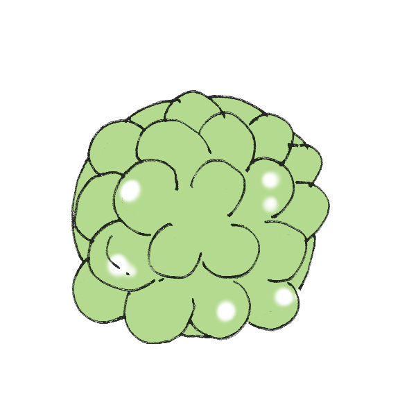 多肉植物のイラスト かわいいフリー素材が無料のイラストレイン