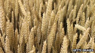 Ears of wheat