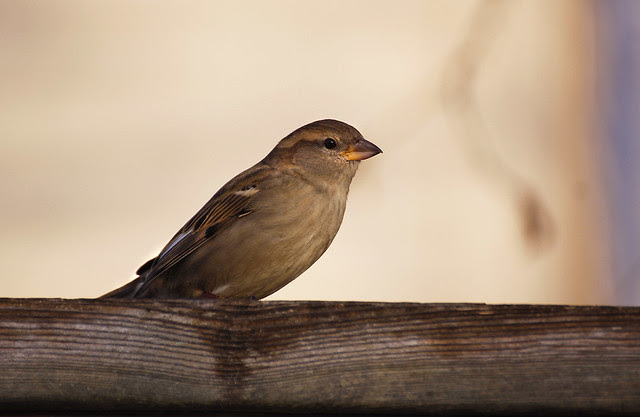 sparrow