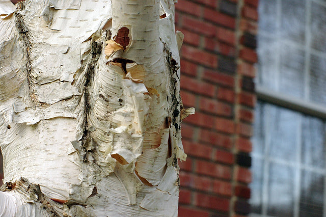 birch tree