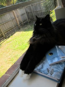 koracat-pathtag-night sky-2