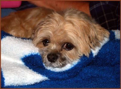 Fuzzy-Blanket