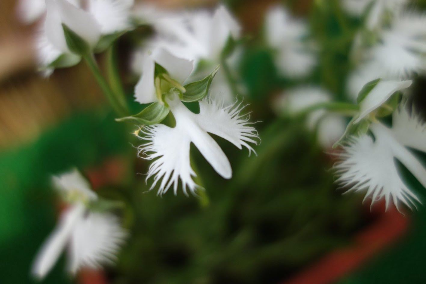サギソウの花言葉の意味や由来とは 植物navi