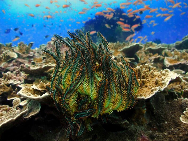 Подводный мир