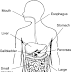Diagram Of Liver With Labelling / The Diagram Of Liver Fluke With Proper Labeling Brainly In / We did not find results for: