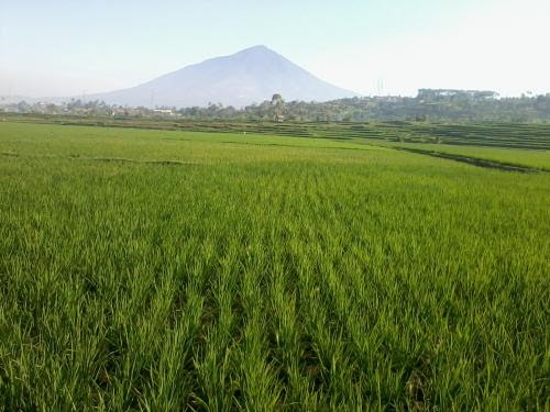 Disewakan Tanah & Dijual Tanah di Desa Sirnajaya Murah 