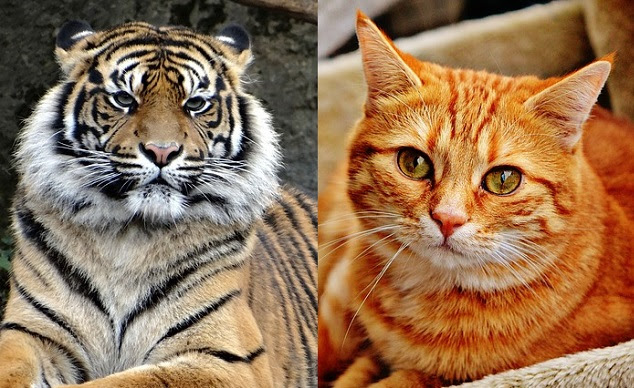 猫と虎の違いとは 同じネコ科だけど何が違う