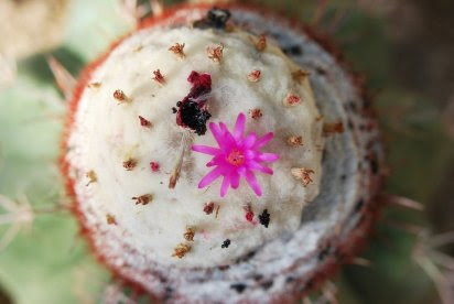 Cactus