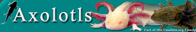 Axolotls Housing In Captivity