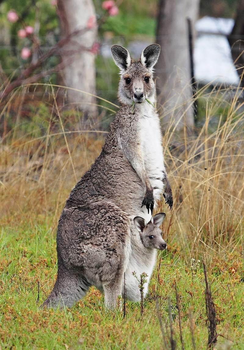 Grey Wallaby and Joey