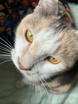 福島県】成猫ちゃんの里親さん募集！ - 猫の里親募集 - ネコジルシ