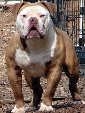 Olde Bulldogge Breeders Association · Taurusbull 