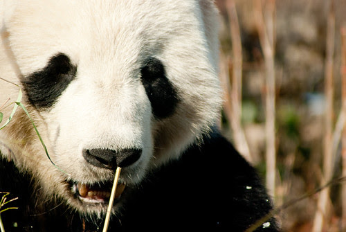 Giant Panda