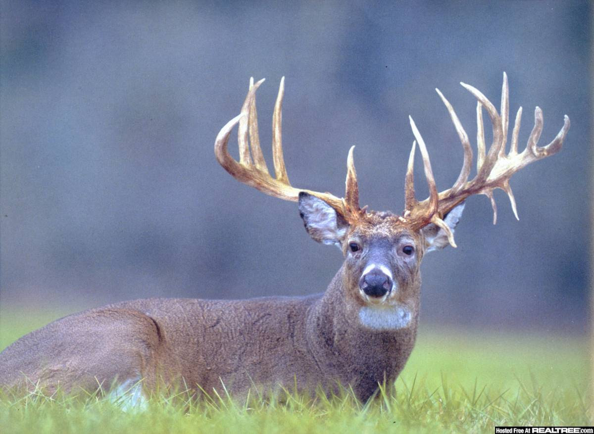 Monster Bucks Wallpapers - Wallpaper Cave