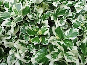 15+ Ide Terbaru Jenis Tanaman Hias Semak, Tanaman Hias