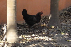 Searching for scorpions