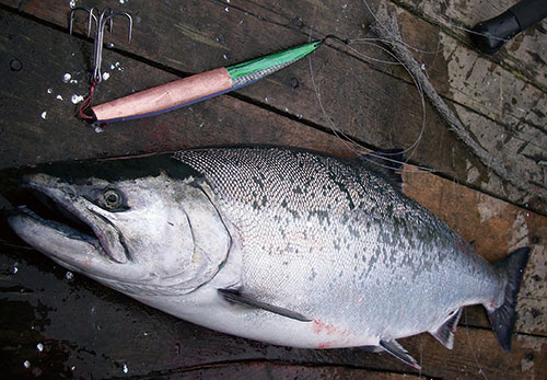 サクラマス 桜鱒 魚の生態 淡水編 房総爆釣通信