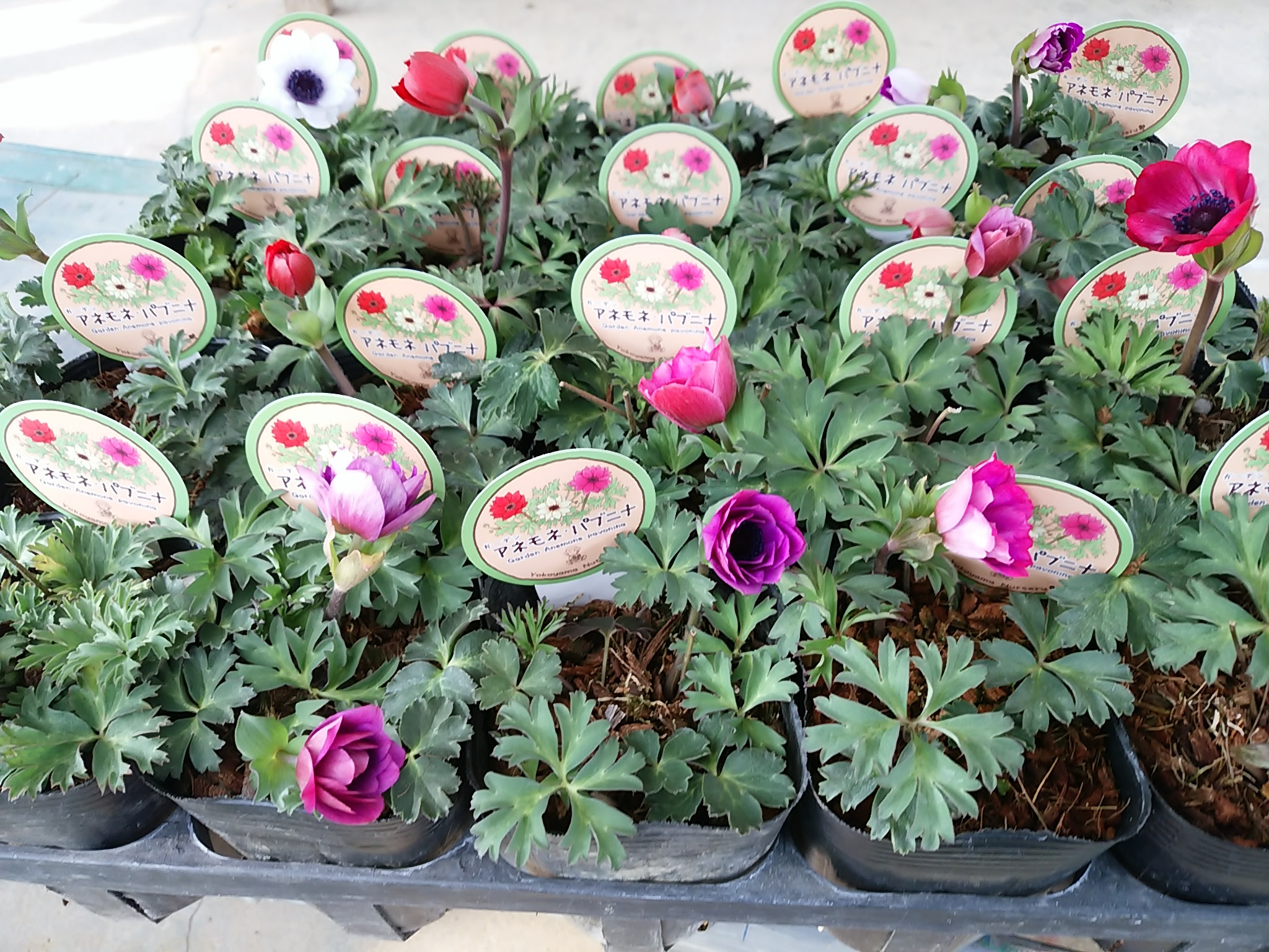 クリスマスローズ Draw Garden 本店staff Blog