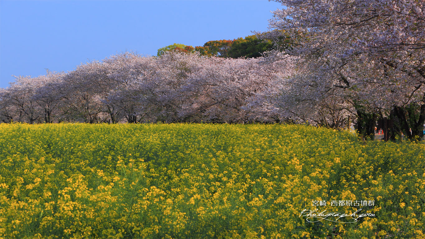 西都原古墳群の菜の花と桜 の壁紙 1366x768