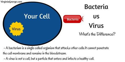 science lesson anatomy   cell  printables