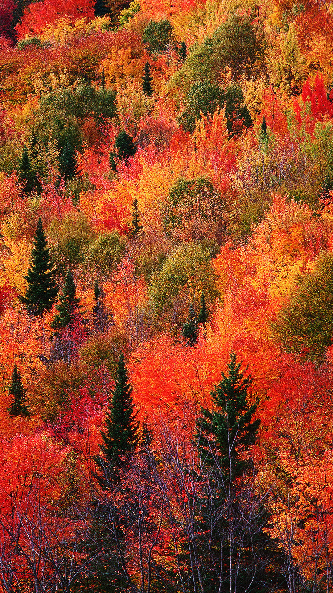 Colorful Fall wallpapers of the week Colorful Fall wallpapers of the week