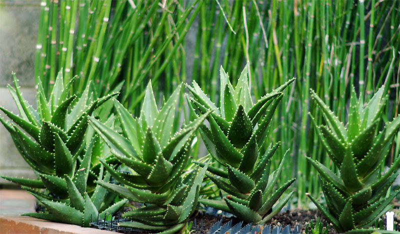 アロエ不夜城 Aloe Nobilis の特徴 植え替え 育て方
