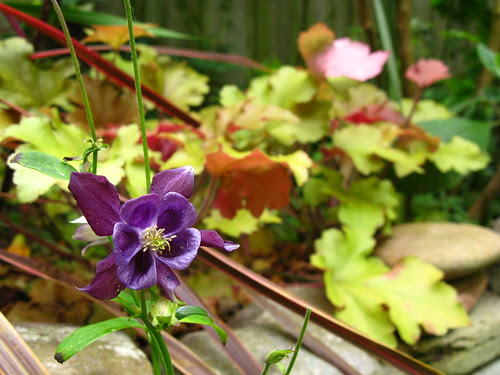 Aquilegia and HOY-ker-a, a happy accident.