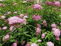 ６月１４日の誕生花 シモツケ 下野 の花言葉 整然とした愛 群がって咲く小花の 無益 な はかなさ 弥生おばさんのガーデニングノート 花 と緑の365日 楽天ブログ