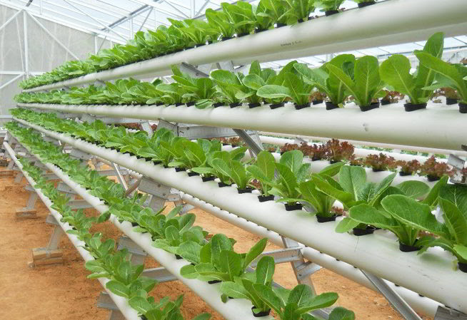 5 iTekniki dan 2 Metode iMenanami Sayur di PIPA PARALON dan 5 iTekniki dan 2 Metode iMenanami Sayur di PIPA PARALON dan