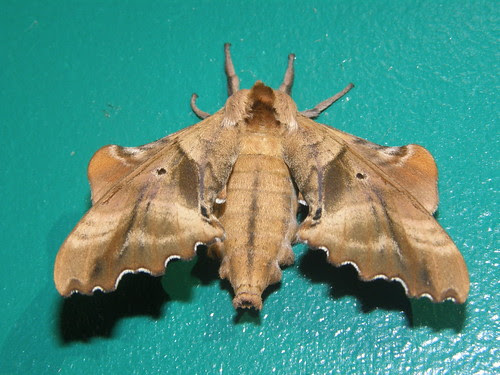 Giant Moth