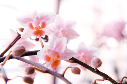 20110425_DPP_0002