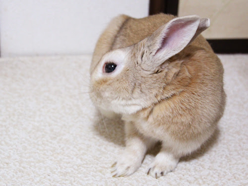 うさぎの白目が見えるとき うさぎの歌声