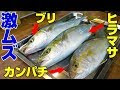 √99以上 ヒラマサ 刺身 406166-ヒラマサ 刺身 切り方