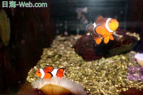 プラチナオセラリスが初産卵 どんな子が生まれるだろうか 産卵 海水魚のパイオニア 日海センター 日海フィッシュコム
