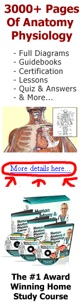 Human Anatomy Banner