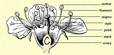 http://www.desertmuseum.org/images/flower_cutaway.gif