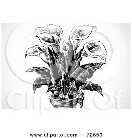 Royalty-Free (RF) Clipart Illustration of a Black And White Calla Lily And 