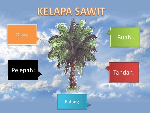 22+ Kegunaan Pokok Kelapa, Percantik Hunian!