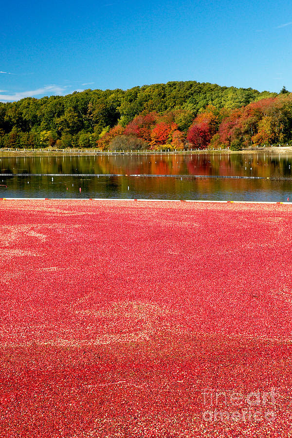 Cape Cod Cranberry Bog by Matt Suess