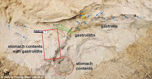 Over a thousand small, polished stones were also discovered around the belly region of one of the fossils (shown). Dr Lee described these as gastroliths - or stomach stones - that the dinosaur intentionally swallowed to grind up tough plant material 