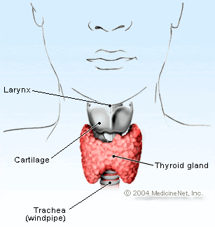 Thyroid Gland illustration - Hypothyroidism