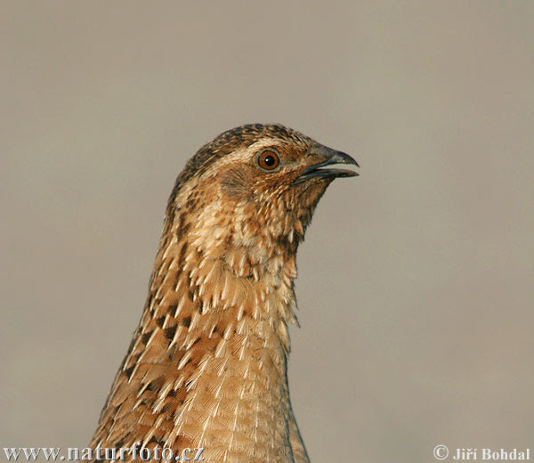Quail
