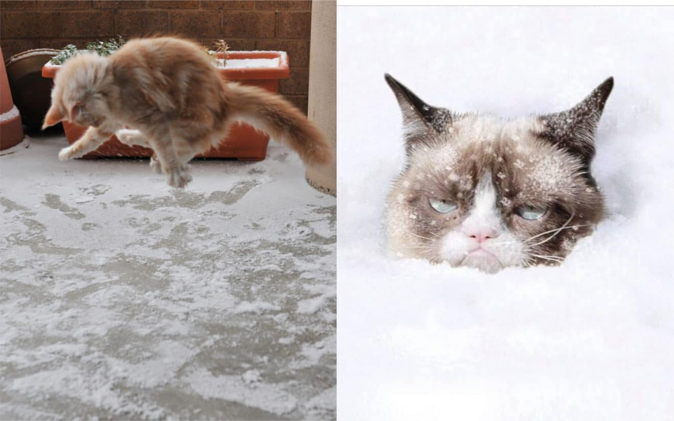 Ces 24 Photos Prouvent Que Les Chats Ne Sont Pas Fan De La Neige