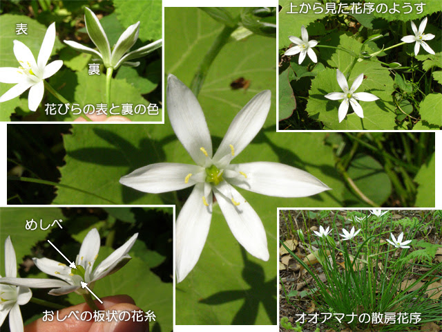 科学技術館メールマガジン 自然と友だち