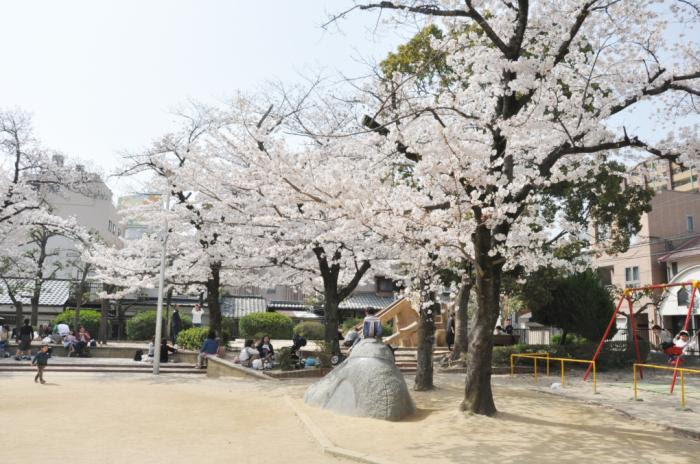 桜が見ごろ迎える 池田市