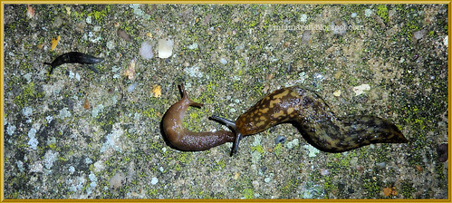 Slugs