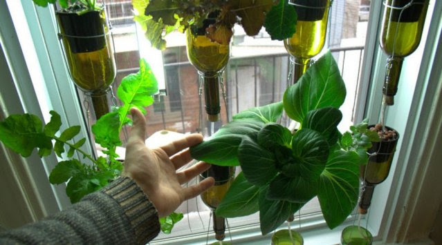 Vertical hydroponic window garden from BioCity | News | Ecohome